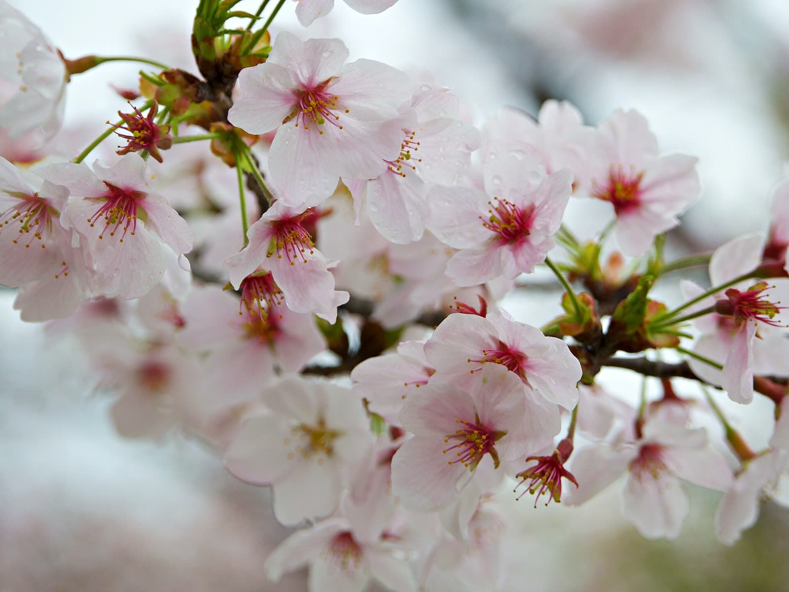 Close view of pale pink cherry blossoms on a branch